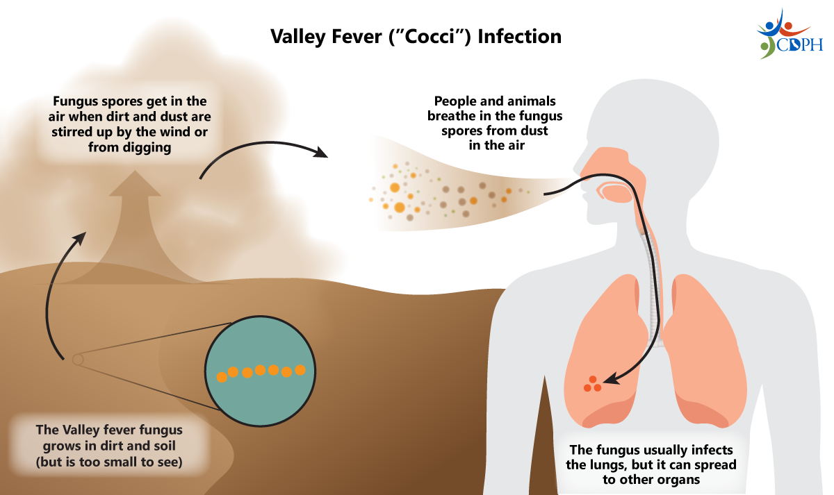 Valley Fever Awareness And Outreach Toolkit 